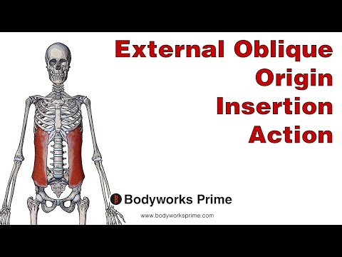External Oblique Anatomy: Origin Insertion & Action