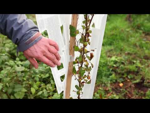 Wuchshülle SG  - Hülle öffnen