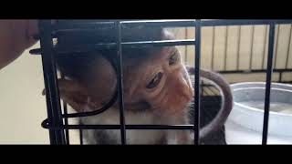 Download lagu MONYET NANGGIS DITINGGAL KERJA!! VIDEO LUCU mp3