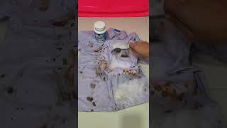 Download lagu Is it possible to clean white clothes stained with banana sap? #staincleaner #clothestaincleaner mp3 Download lagu Is it possible to clean white clothes stained with banana sap? #staincleaner #clothestaincleaner mp3