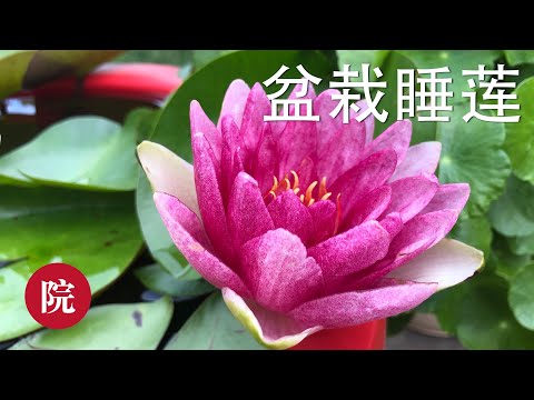 睡蓮種植盆栽