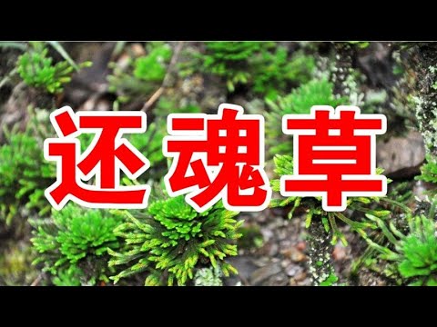 卷柏風水