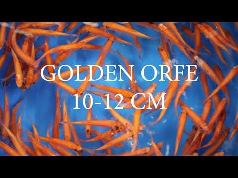 GOLDEN ORFE 10-12 CM