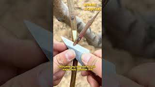 Download lagu Here's the Grafting Technique to Produce High-Yielding Plants mp3 Download lagu Here's the Grafting Technique to Produce High-Yielding Plants mp3