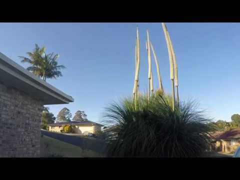 Grass Tree - Time Lapse