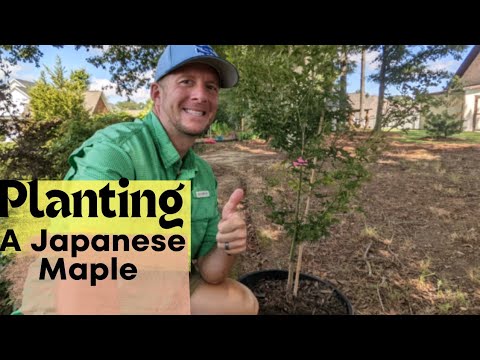 How to Plant a Japanese Maple: The Complete Guide