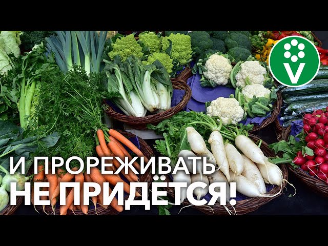 ОВОЩИ БУДУТ КАК НА ПОДБОР! Вы удивитесь, насколько ЭТО удобно! ЭКОНОМИЯ ВРЕМЕНИ, КАЧЕСТВЕННЫЙ УРОЖАЙ