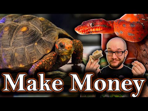 5 Ways To Make REAL MONEY With Reptiles | Not Chump Change, An Actual Career!