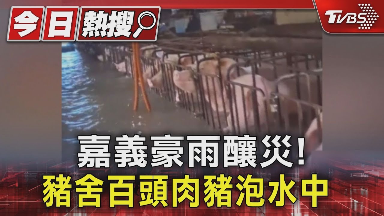 嘉義豪雨釀災!豬舍百頭肉豬泡水中 牠們互相求救畫面心碎