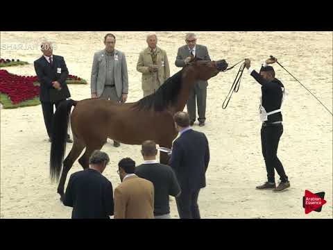 N 118 T S THE SUN SWEET   Sharjah International 2019