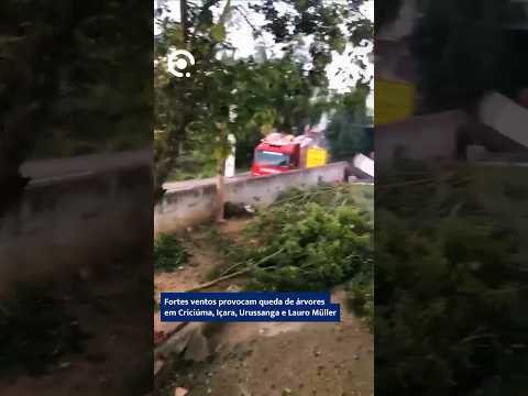 Fortes ventos provocam queda de árvores em Criciúma, Içara, Urussanga e Lauro Müller