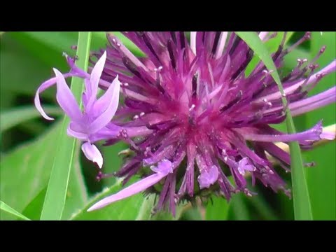 Panasonic HC-V 520  zoom test 80x