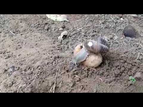 שבלול הגינה (חלזון, ברל'ה, שבי) אוכל קלמנטינה בחולון. צילום מדהים של יוסי זליקוביץ