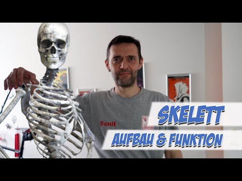 Skelett | Aufbau und Funktion | Pflege Kanal