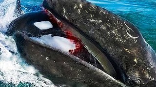 The 10 Most Dangerous Ocean Animals in the World! - These Fish are Orca Killer! - PITDOG
