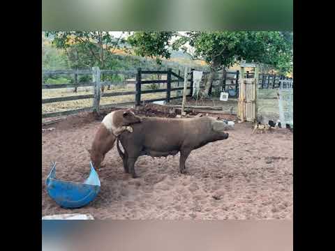 Suínos - porco querendo cobrir matriz - cruzamento