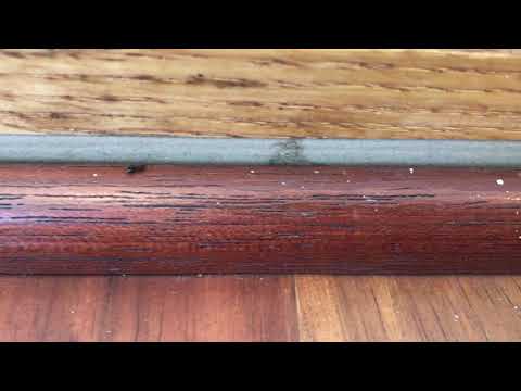 New Home Full of Odorous House Ant in Rumson, NJ