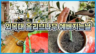 외목대 올리브나무 예쁘게 키우는 방법!! 2년만에 화분을 엎었더니 ㅠㅠ 분갈이&가지치기!!