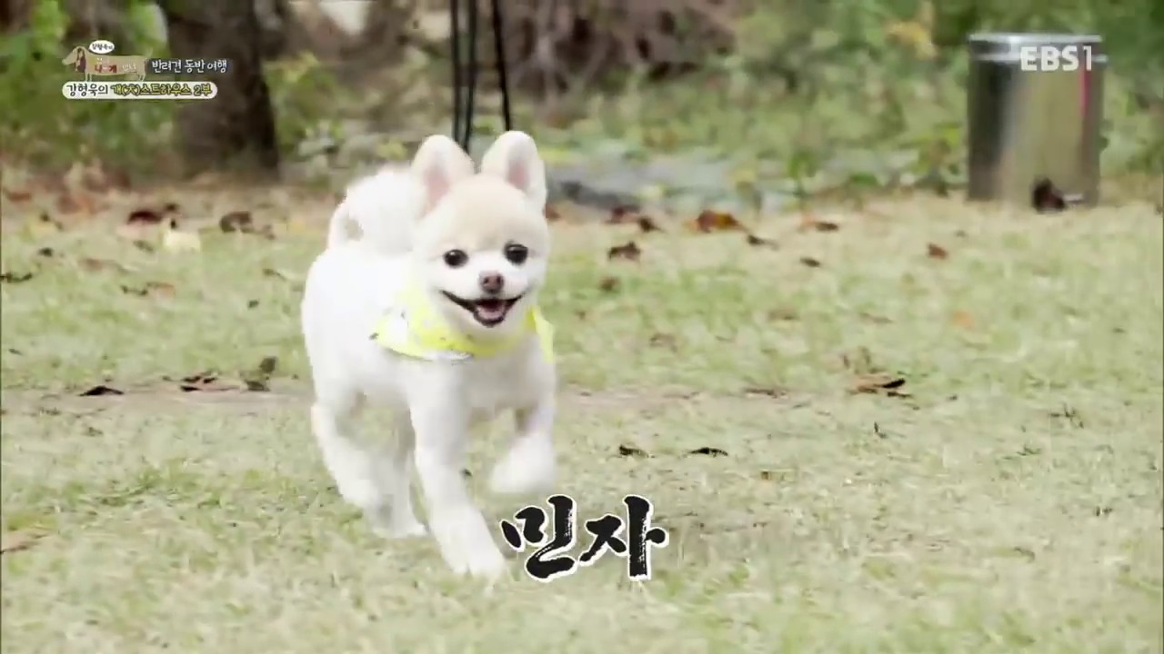 세상에 나쁜 개는 없다 - 어서와~ 강형욱의 개(犬)스트하우스 제2탄_#002