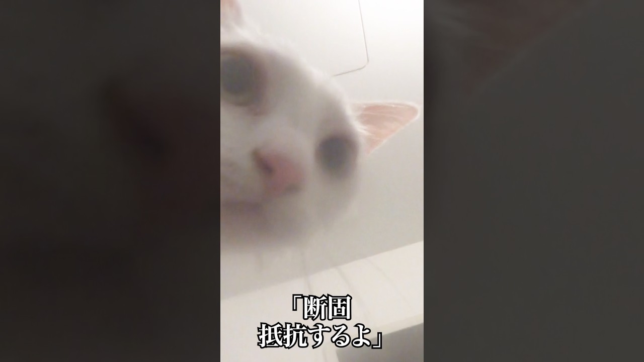 恐怖！ウチューネコはじめてのシャンプー #cat  #猫  #ねこ  #保護猫  #shorts  #猫のいる暮らし