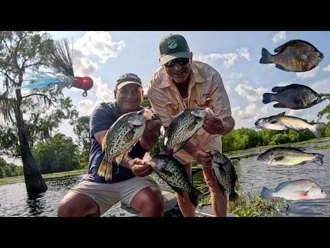 Six Species One KFRED Jig (Crappie ,Bluegill ,Catfish ,Bass ,Goggle-eye and Drum) Catch*Cook