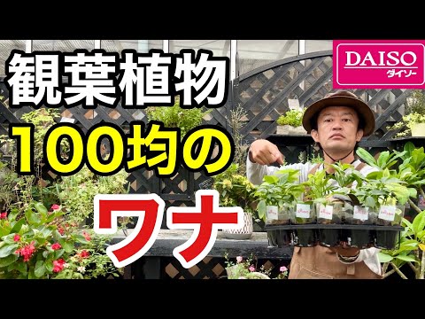 園芸 水なしで育てるの?それは可能です!