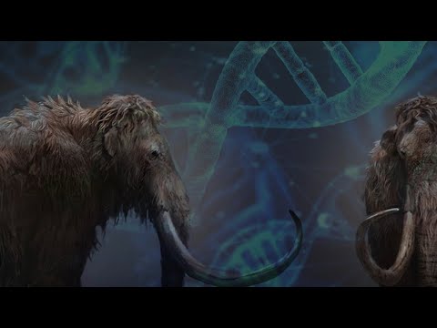Проект клонирования мамонта. Как ученые возвращают к жизни вымерших древних существ ?