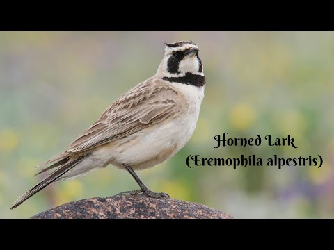 Uškárik vrchovský (Eremophila alpestris) — spev a hlas v prírode