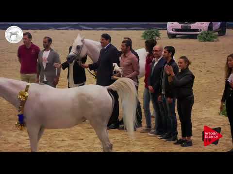 N.40 JUNAL AL RAYYAN - SEWC 2017 - Mares Championship (Class 8)