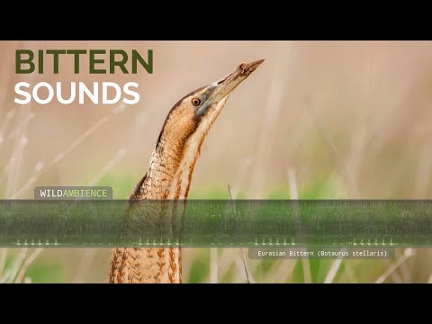 Bukač veľký (Botaurus stellaris) — Eurasian Bittern call & boom z močiara