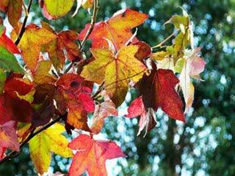 Bóng thu xưa - Bích Hiền