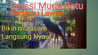 Download lagu @Emosi murai batu Bikin Murai am Gacor, mp3