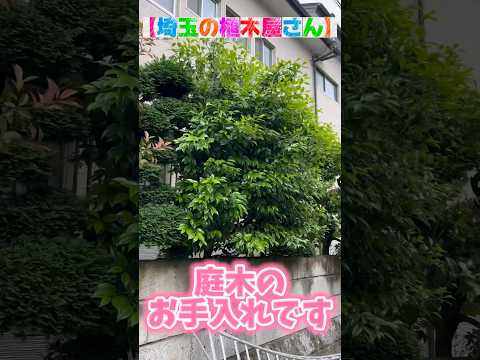 秋に剪定する果樹はどれ？庭師が教えるメンテナンス成功の秘訣！  庭園