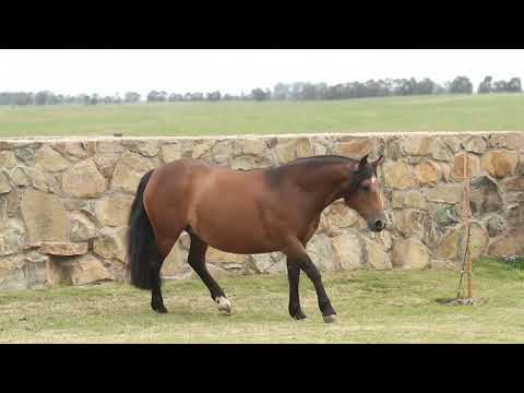 Lote 43   NINFETA DA CABANHA SANTA FÉ