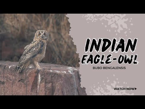 Indian Eagle-Owl — Bubo bengalensis
