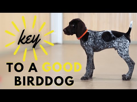 How To Teach Your Puppy "Whoa!"