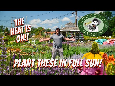 Perennials that LOVE the Heat!☀️ - Plant THESE in Full Sun!!
