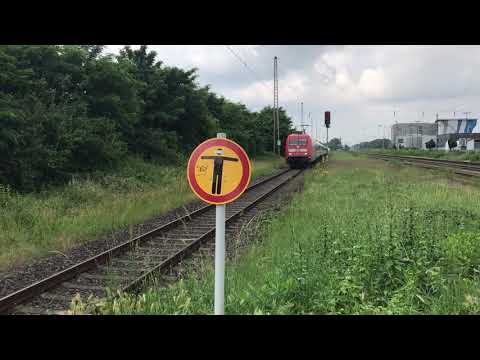 Er musste Notbremse machen weil ein Hund auf die Gleise gesprungen ist
