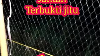Download lagu Suara pikat burung mandar batu andalan saya mp3