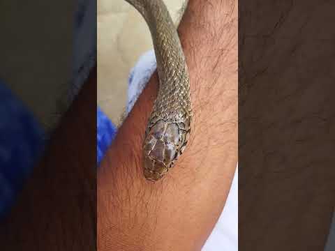 The #Ratsnake  is #non-venomous and will not attack unless cornered. #savesnake #nature #snake