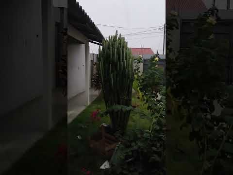 chuva em Morrinhos Go