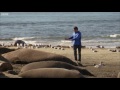 Just How BIG are Elephant Seals? | Super Giant Animals | BBC Earth