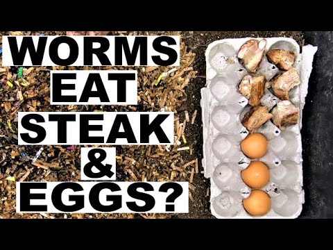 Crazy worm compost experiments- Part 1 Meat and Foraging