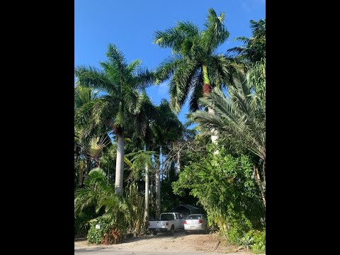 Roystonea regia | Cuban Royal Palm