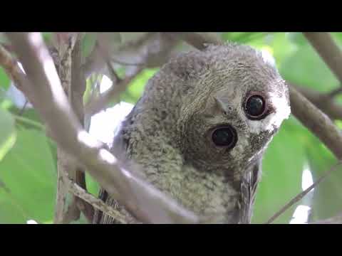 Collared Scops Owl (Otus lettia)