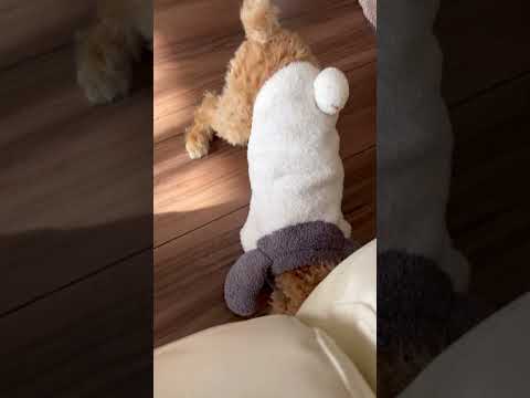 経営学科 ジェラピケのパンダを着たトイプードル #toypoodle #トイプードル #puppy #子犬 #poodle #gelatopique