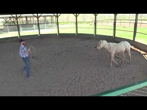 Working with an Untouched Yearling | Catching, Haltering and Teaching to Lead