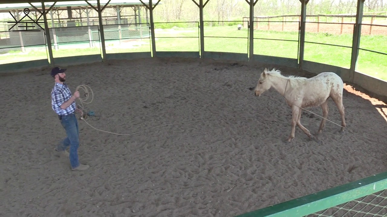 What size halter does a yearling wear? Tipseri