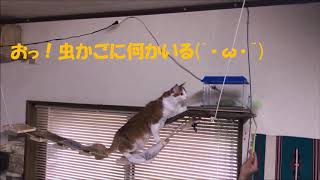 ＲＵＭ　初めての吊り橋