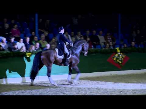 Fidertanz v. Fidermark - Ravallo / Hengstvorführung 2015 / Böckmann Pferde